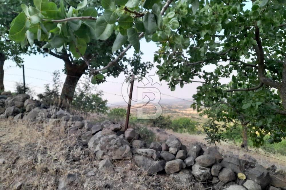 Dazyurt Köyünde Yola Cepheli Fıstıklık