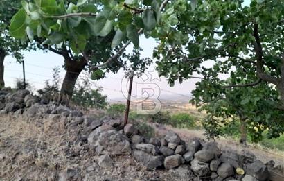 Dazyurt Köyünde Yola Cepheli Fıstıklık
