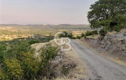 Dazyurt Köyünde Yola Cepheli Fıstıklık
