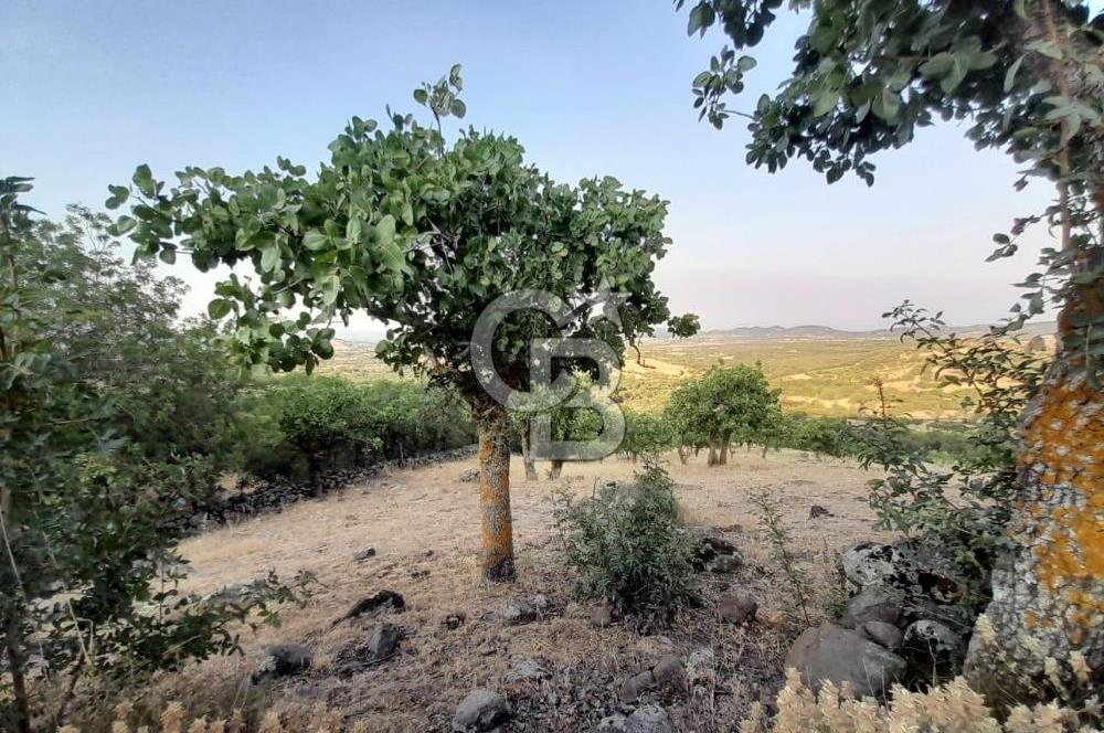 Dazyurt Köyünde Yola Cepheli Fıstıklık
