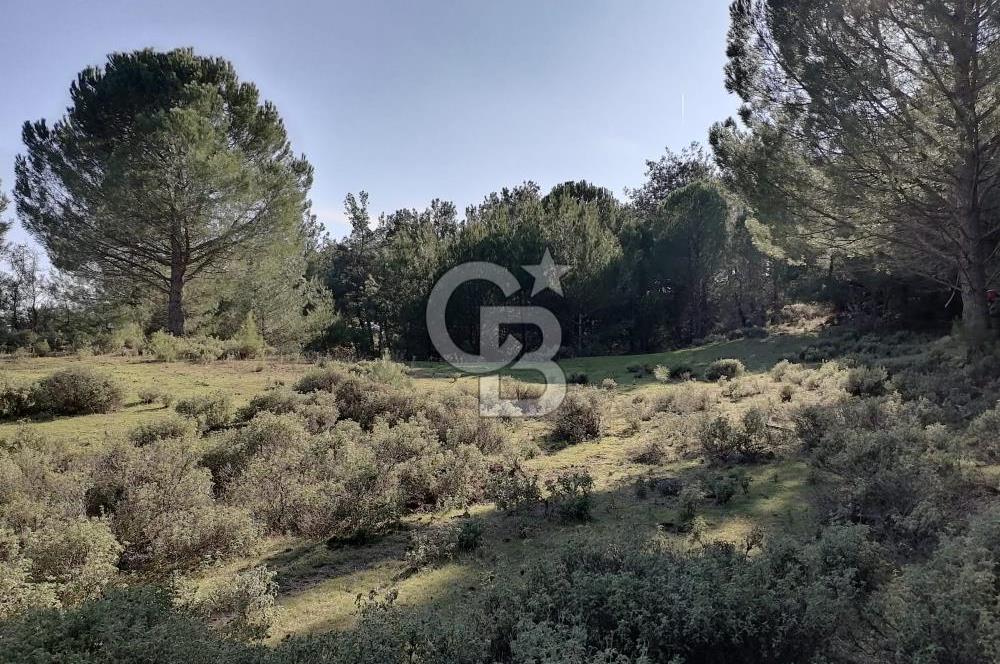 İZMİR BERGAMA İNCECİKLERDE TEK TAPU FIRSAT TARLA 
