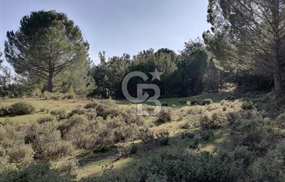 İZMİR BERGAMA İNCECİKLERDE TEK TAPU FIRSAT TARLA 