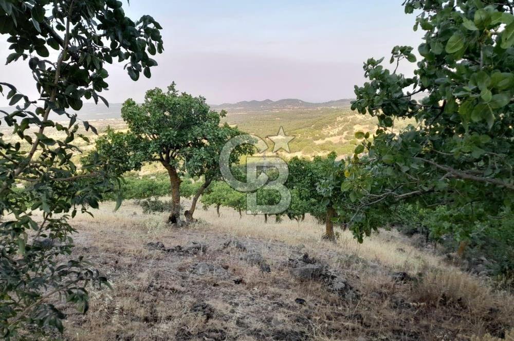 Dazyurt Köyünde Yola Cepheli Fıstıklık