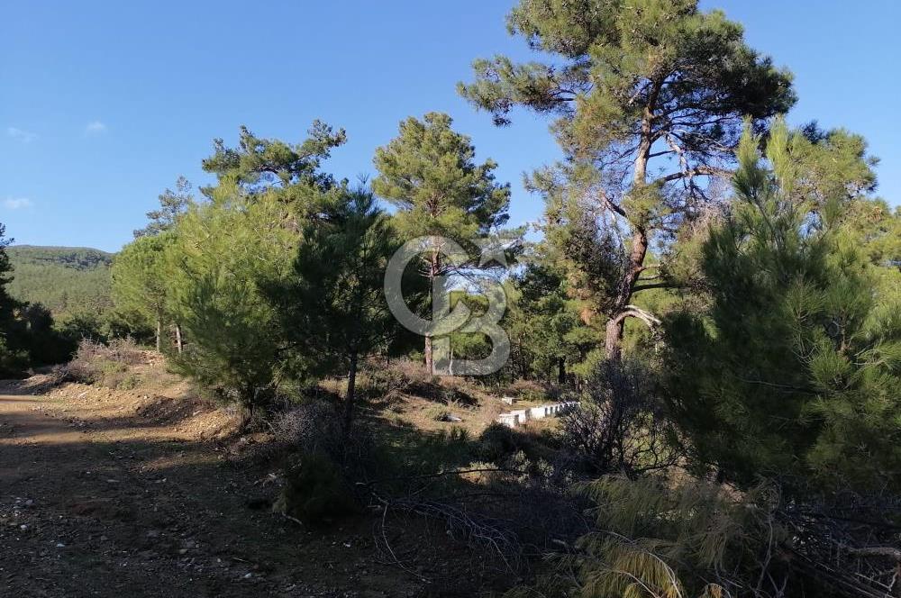 İZMİR BERGAMA İNCECİKLERDE TEK TAPU FIRSAT TARLA 
