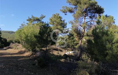 İZMİR BERGAMA İNCECİKLERDE TEK TAPU FIRSAT TARLA 