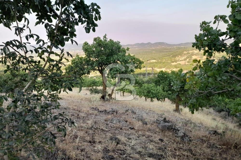 Dazyurt Köyünde Yola Cepheli Fıstıklık