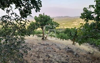 Dazyurt Köyünde Yola Cepheli Fıstıklık