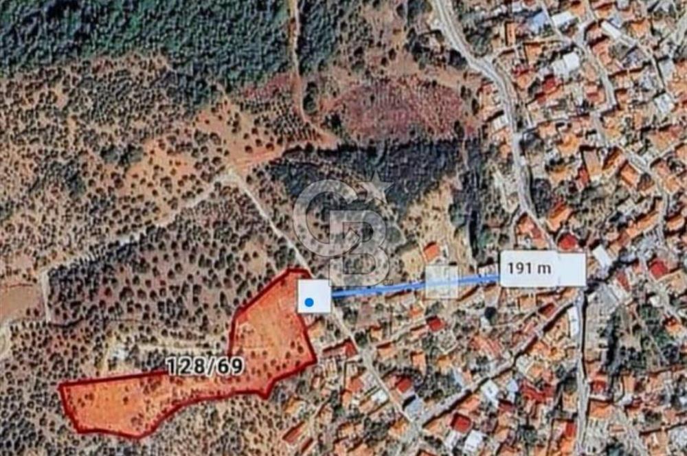 Torbalı'da Satılık Yatırıma Uygun Zeytinlik