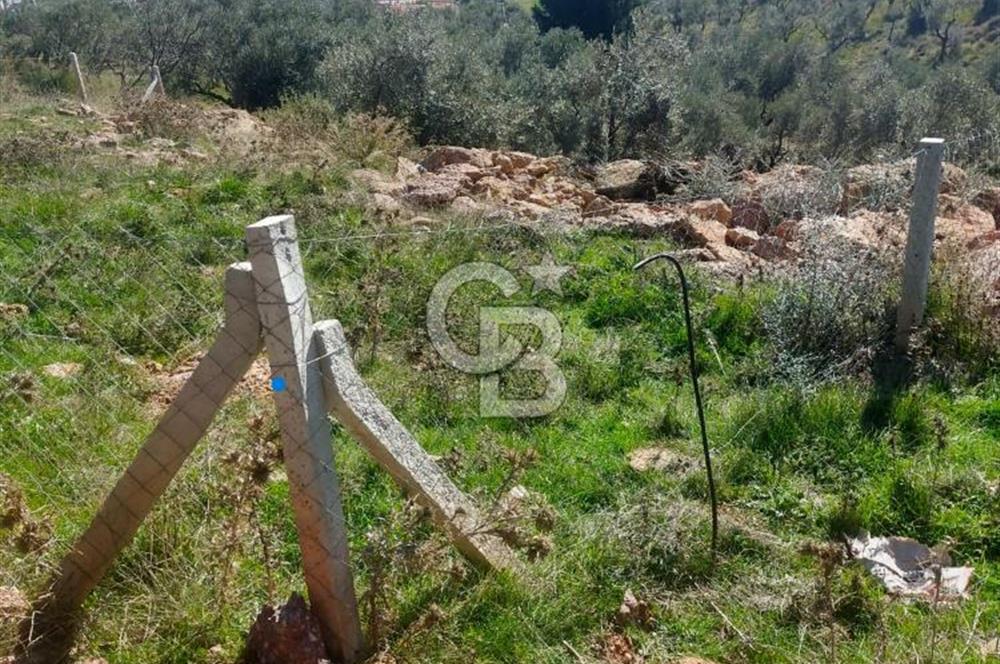Torbalı'da Satılık Yatırıma Uygun Zeytinlik