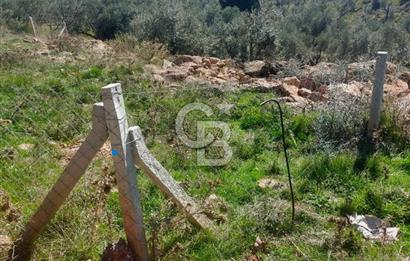 Torbalı'da Satılık Yatırıma Uygun Zeytinlik