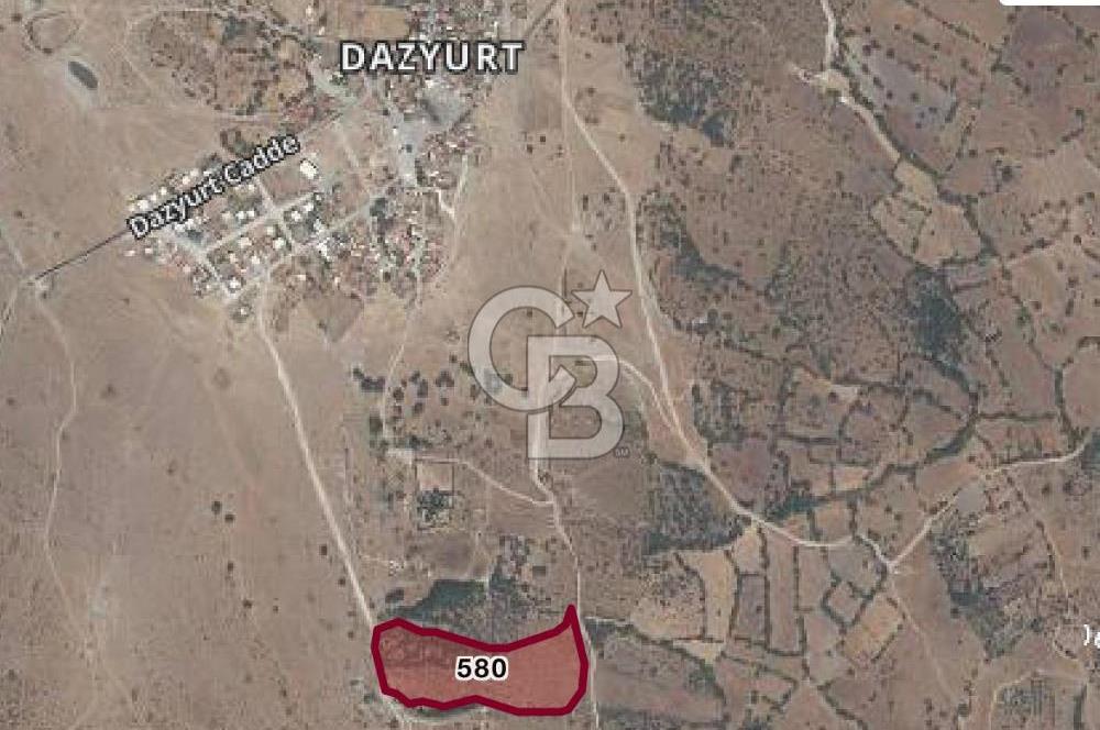 Dazyurt Köyünde Yola Cepheli Fıstıklık