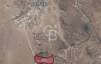 Dazyurt Köyünde Yola Cepheli Fıstıklık