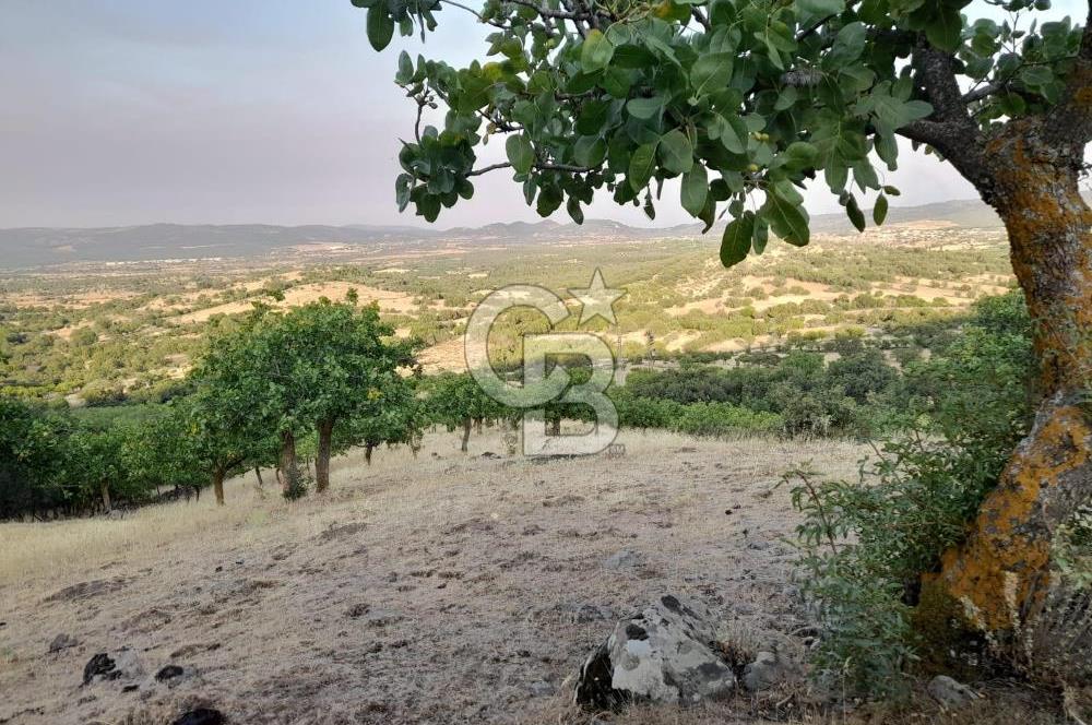 Dazyurt Köyünde Yola Cepheli Fıstıklık