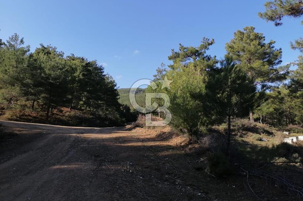 İZMİR BERGAMA İNCECİKLERDE TEK TAPU FIRSAT TARLA 