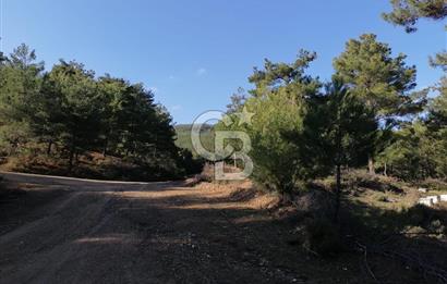 İZMİR BERGAMA İNCECİKLERDE TEK TAPU FIRSAT TARLA 