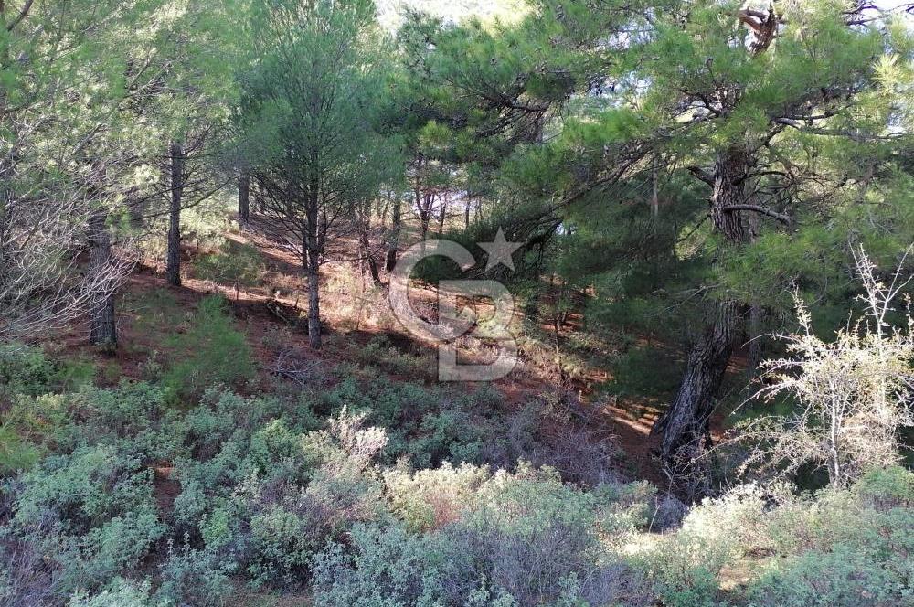 İZMİR BERGAMA İNCECİKLERDE TEK TAPU FIRSAT TARLA 