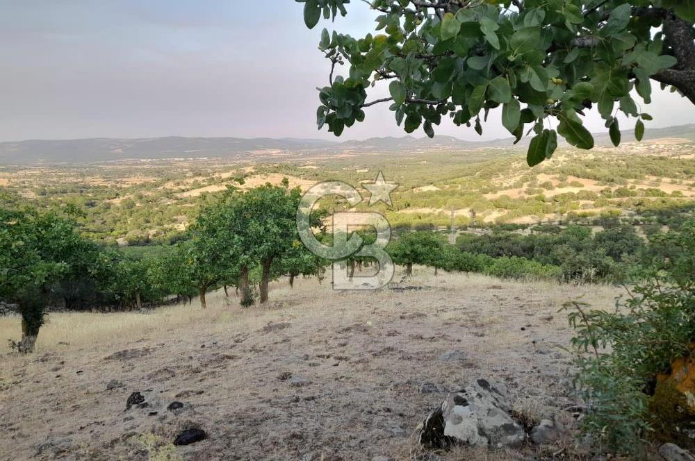 Dazyurt Köyünde Yola Cepheli Fıstıklık
