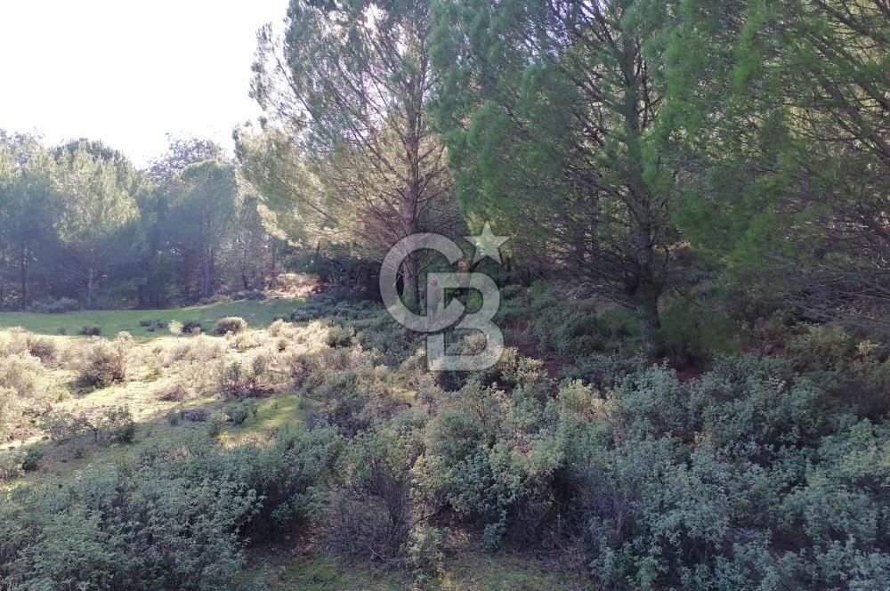 İZMİR BERGAMA İNCECİKLERDE TEK TAPU FIRSAT TARLA 
