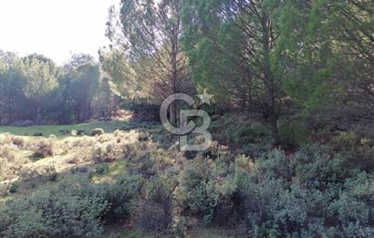 İZMİR BERGAMA İNCECİKLERDE TEK TAPU FIRSAT TARLA 