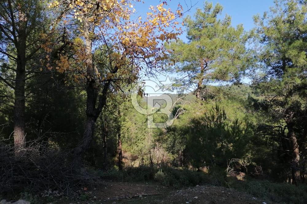 İZMİR BERGAMA İNCECİKLERDE TEK TAPU FIRSAT TARLA 