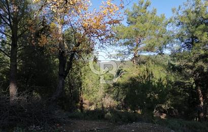 İZMİR BERGAMA İNCECİKLERDE TEK TAPU FIRSAT TARLA 