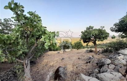 Dazyurt Köyünde Yola Cepheli Fıstıklık