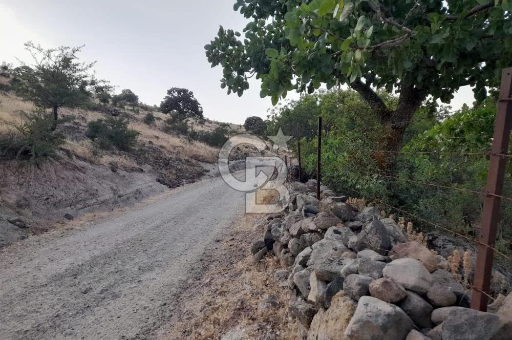 Dazyurt Köyünde Yola Cepheli Fıstıklık