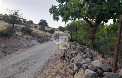 Dazyurt Köyünde Yola Cepheli Fıstıklık