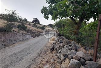 Dazyurt Köyünde Yola Cepheli Fıstıklık