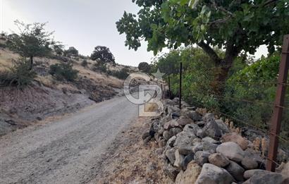 Dazyurt Köyünde Yola Cepheli Fıstıklık