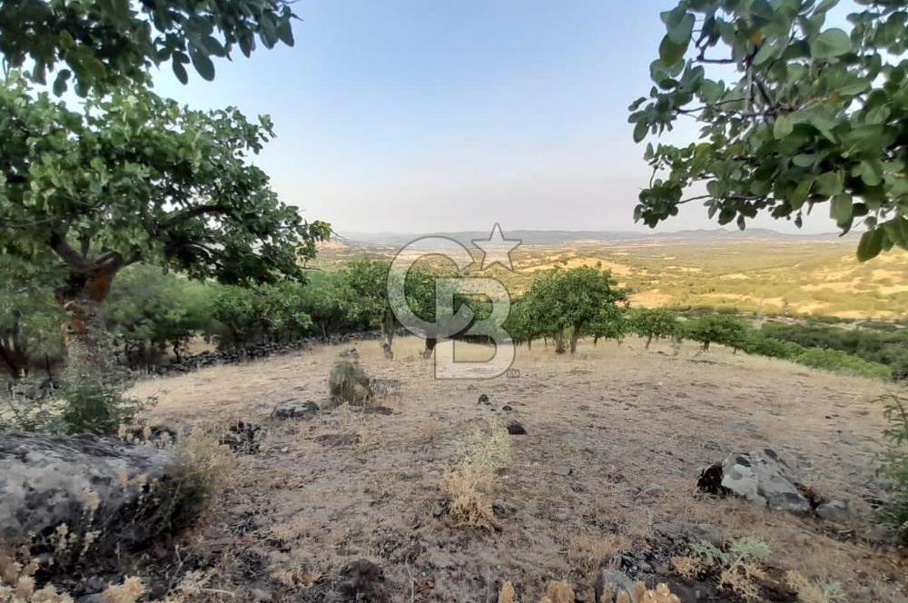 Dazyurt Köyünde Yola Cepheli Fıstıklık