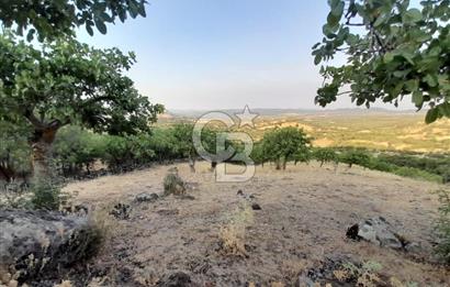 Dazyurt Köyünde Yola Cepheli Fıstıklık