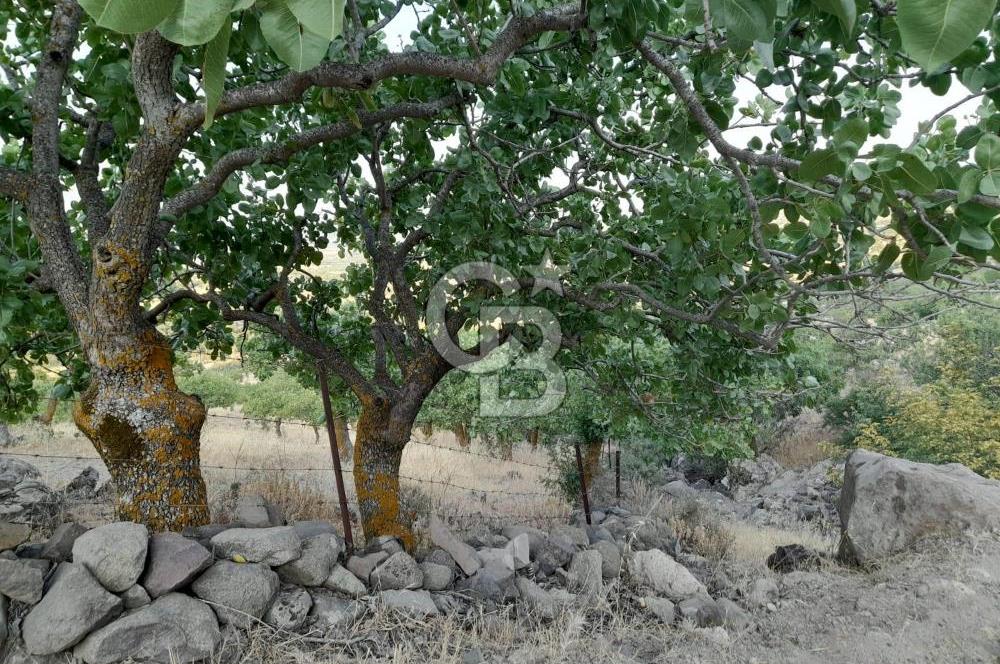 Dazyurt Köyünde Yola Cepheli Fıstıklık