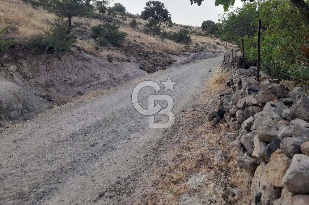 Dazyurt Köyünde Yola Cepheli Fıstıklık