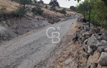 Dazyurt Köyünde Yola Cepheli Fıstıklık