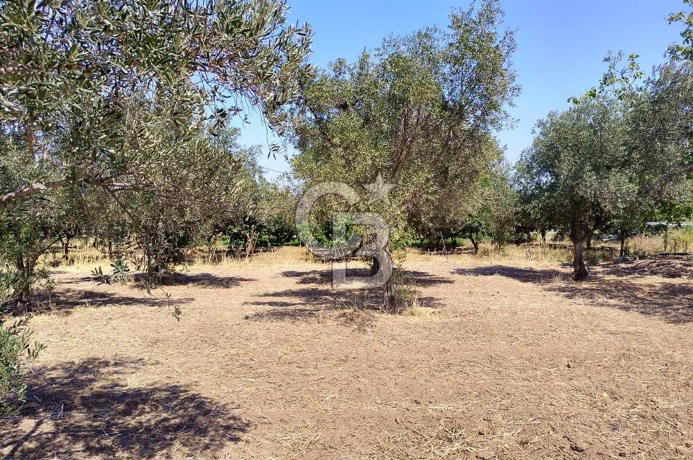 Menemen Emiralem Yayla Mah. Müstakil Parsel Tarla