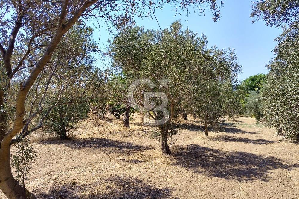 Menemen Emiralem Yayla Mah. Müstakil Parsel Tarla