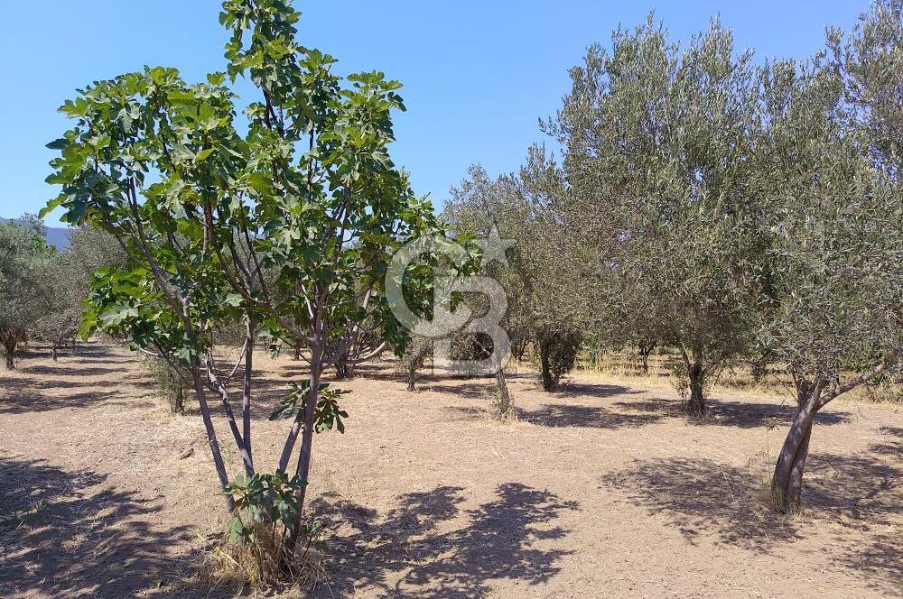 Menemen Emiralem Yayla Mah. Müstakil Parsel Tarla