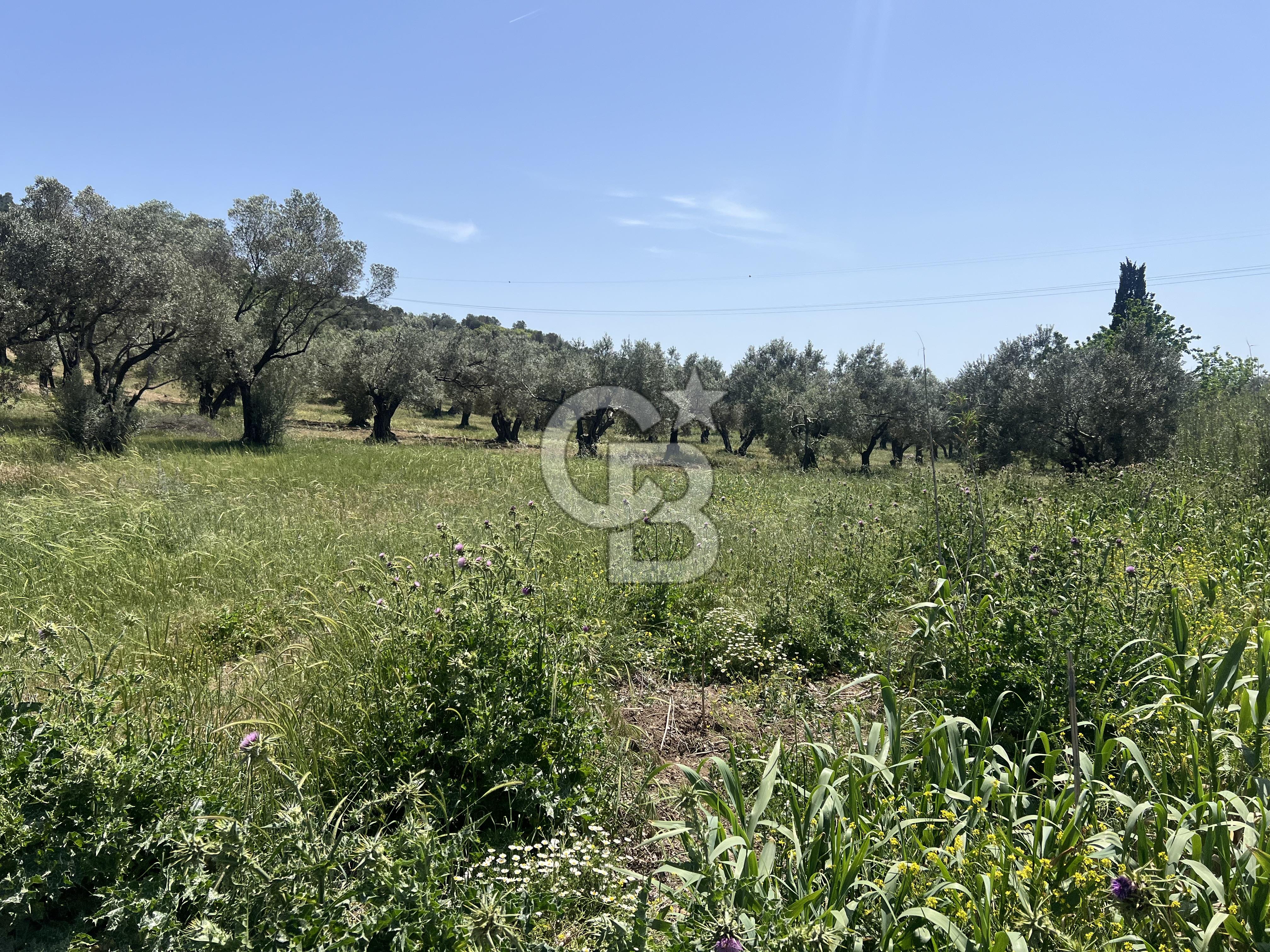 Foça Yeniköy’de 250m2 Fırsat Satılık Tarla