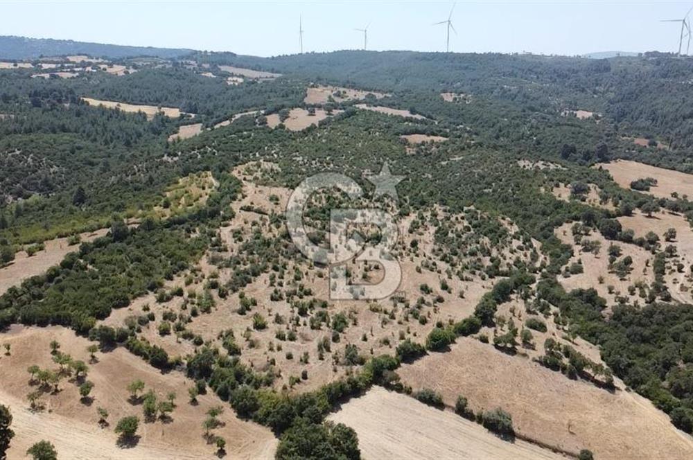 ÇANAKKALE AYVACIK SAPANCA KÖYÜ SATILIK TEK TAPU 84.922 M2 TARLA