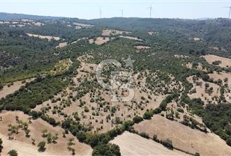 ÇANAKKALE AYVACIK SAPANCA KÖYÜ SATILIK TEK TAPU 84.922 M2 TARLA