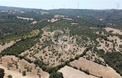 ÇANAKKALE AYVACIK SAPANCA KÖYÜ SATILIK TEK TAPU 84.922 M2 TARLA
