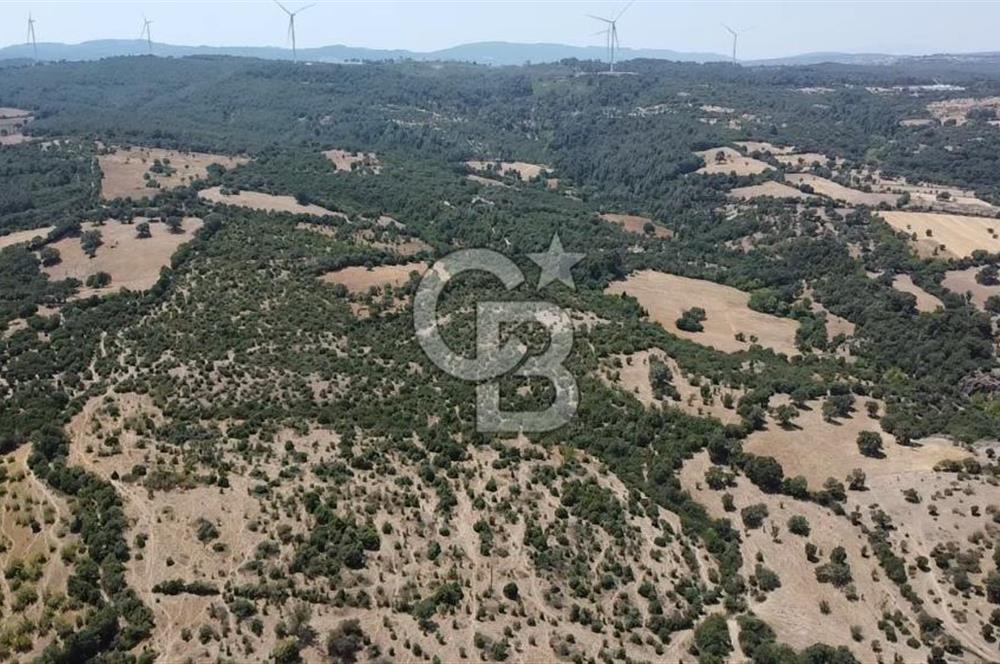 ÇANAKKALE AYVACIK SAPANCA KÖYÜ SATILIK TEK TAPU 84.922 M2 TARLA