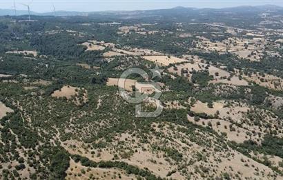 ÇANAKKALE AYVACIK SAPANCA KÖYÜ SATILIK TEK TAPU 84.922 M2 TARLA