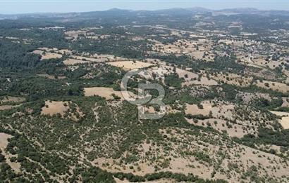 ÇANAKKALE AYVACIK SAPANCA KÖYÜ SATILIK TEK TAPU 84.922 M2 TARLA