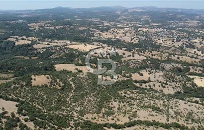 ÇANAKKALE AYVACIK SAPANCA KÖYÜ SATILIK TEK TAPU 84.922 M2 TARLA