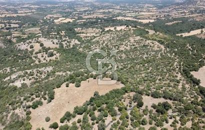 ÇANAKKALE AYVACIK SAPANCA KÖYÜ SATILIK TEK TAPU 84.922 M2 TARLA