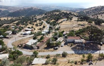 ACİL SATILIK AYVACIK KÖSEDERE'DE DENİZ MAZARALI KELEPİR ARSALAR