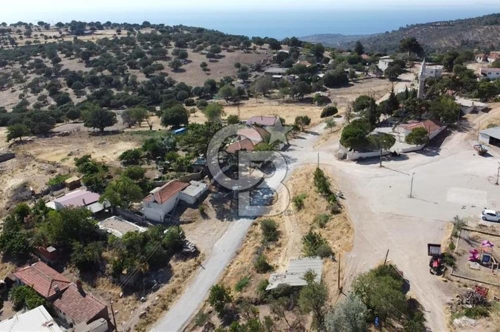 ACİL SATILIK AYVACIK KÖSEDERE'DE DENİZ MAZARALI KELEPİR ARSALAR