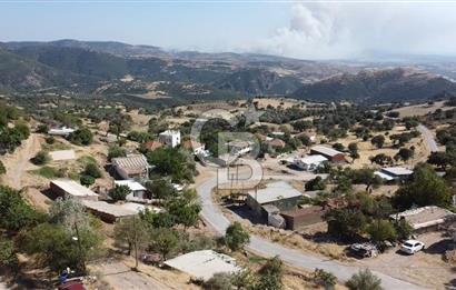 ACİL SATILIK AYVACIK KÖSEDERE'DE DENİZ MAZARALI KELEPİR ARSALAR